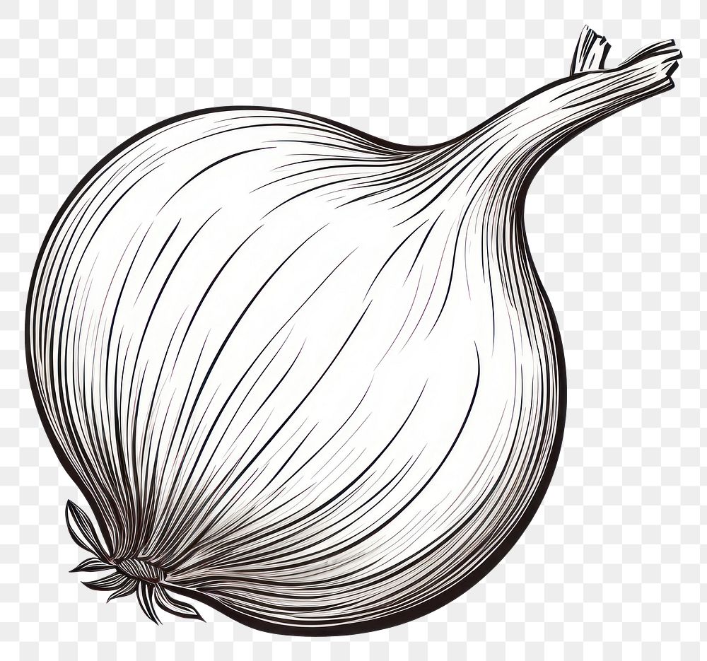 PNG Onion vegetable drawing food. AI generated Image by rawpixel.