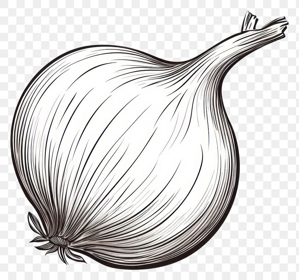 PNG Onion vegetable drawing food. 