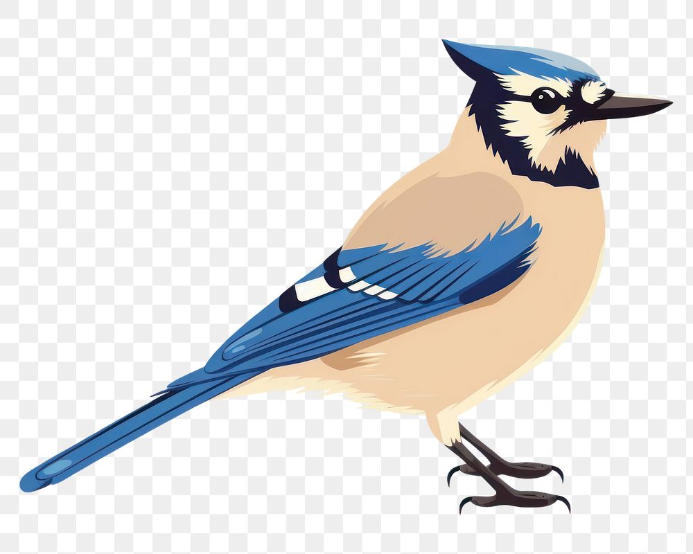 PNG Blue jay wildlife animal bird. AI generated Image by rawpixel.