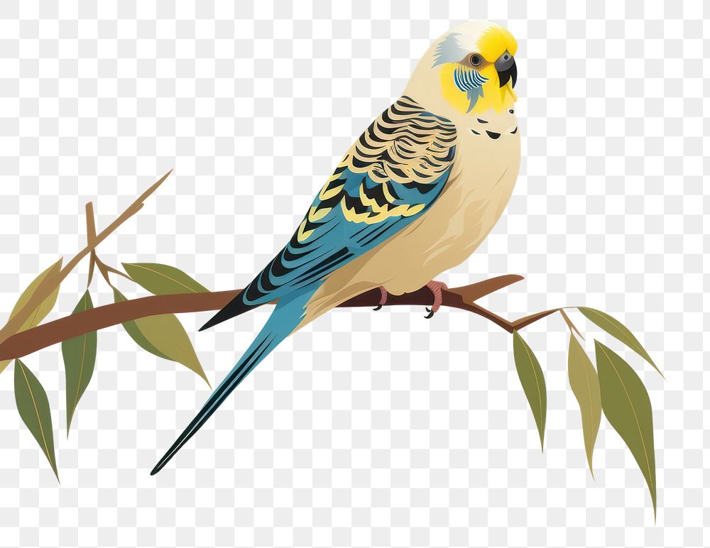 PNG Budgie wildlife parrot animal. 