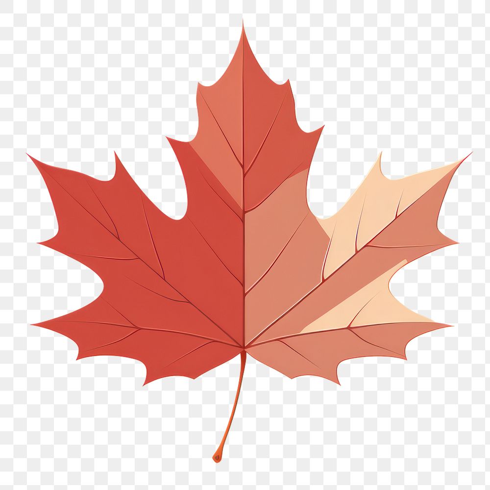 PNG Maple leaf plant tree. AI generated Image by rawpixel.