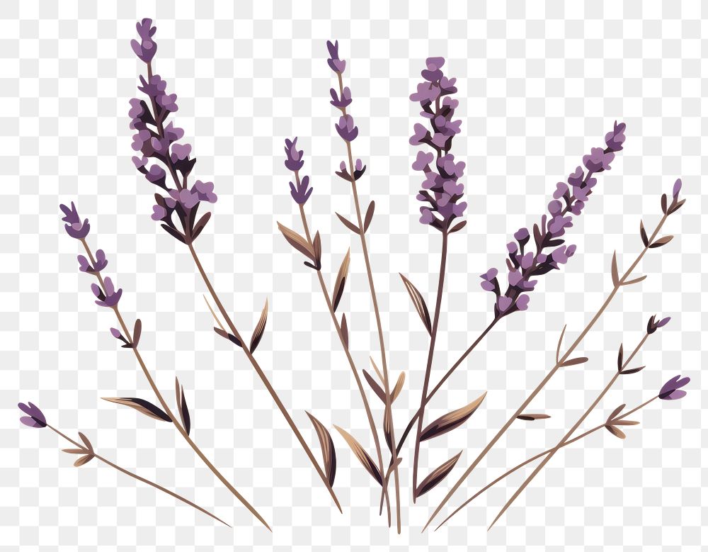 PNG Lavender flower plant fragility. | Free PNG - rawpixel