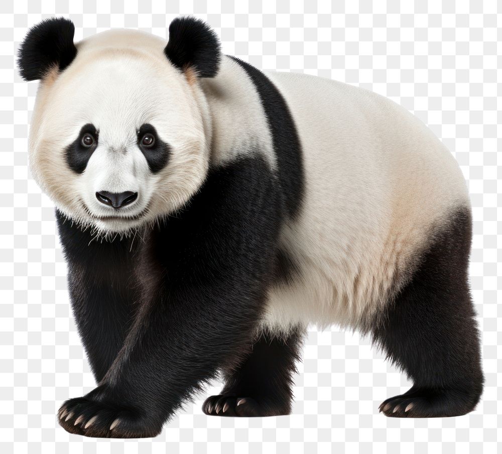 PNG Panda wildlife animal mammal. 