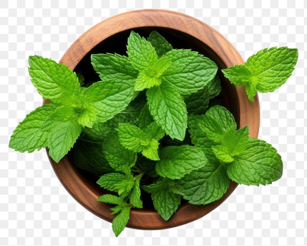 PNG Plant herbs leaf mint. AI generated Image by rawpixel.