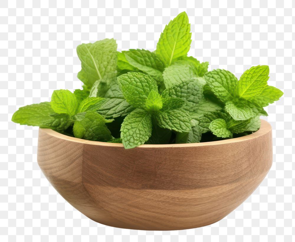PNG Plant vegetable spearmint flowerpot. AI generated Image by rawpixel.