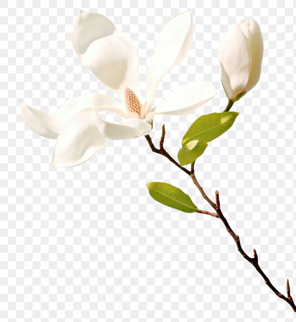 PNG White magnolia blossom flower plant petal. AI generated Image by rawpixel.