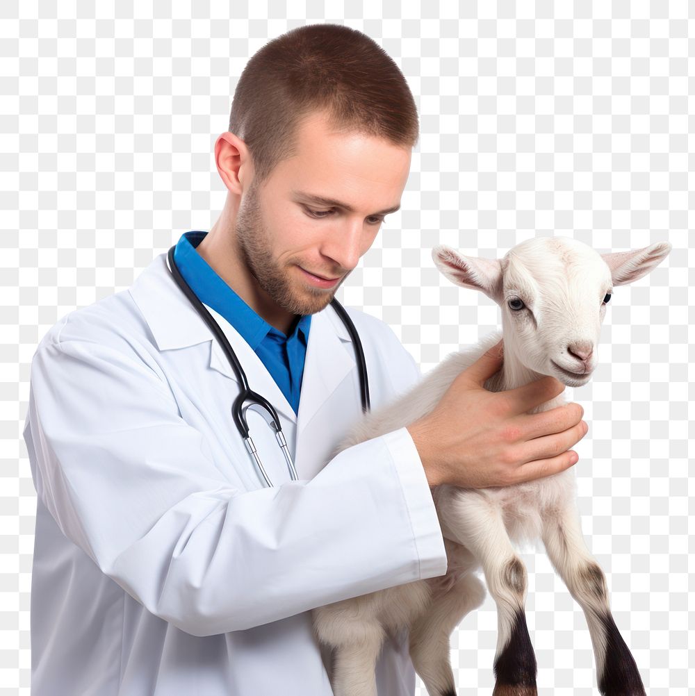 PNG Veterinarian hands checking goat livestock animal mammal. AI generated Image by rawpixel.
