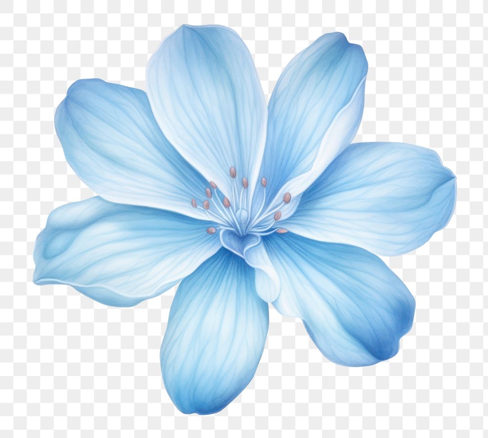 PNG Soft Blue Flower flower petal plant. 