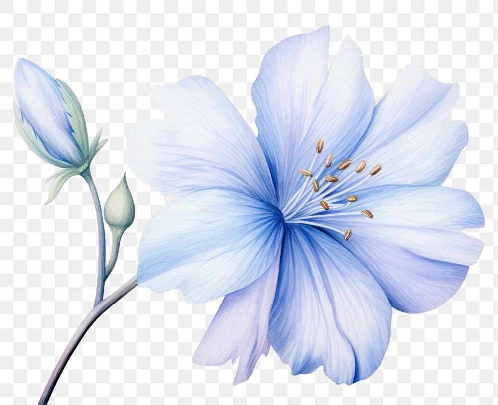 PNG Soft Blue Flower flower blossom petal. 