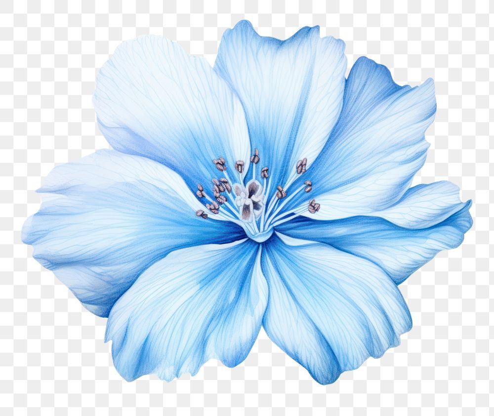 PNG Soft Blue Flower flower hibiscus blossom. 