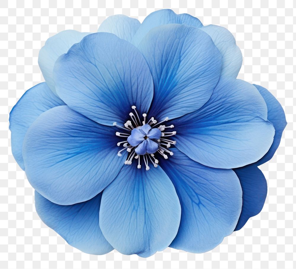 PNG Blue Flower flower petal plant. AI generated Image by rawpixel.