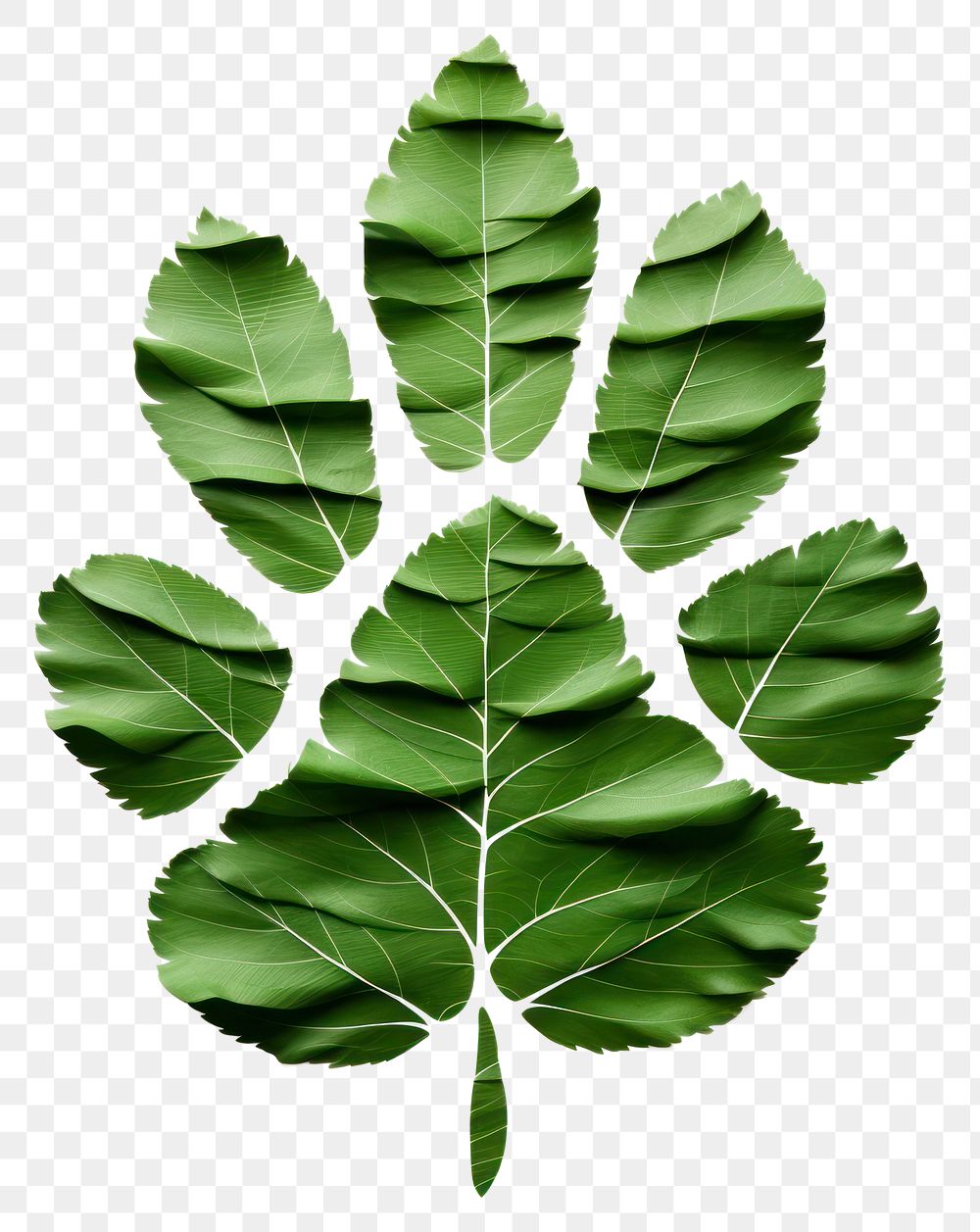 PNG A green tiger paw leaf plant  