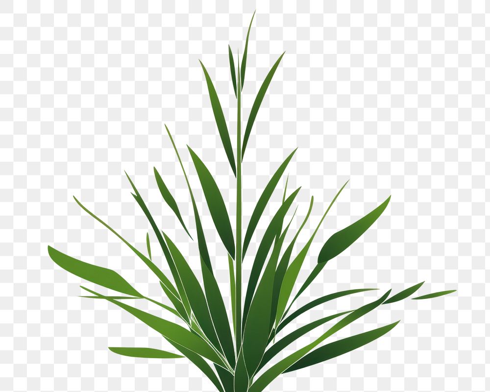 PNG A Grass grass plant green. 