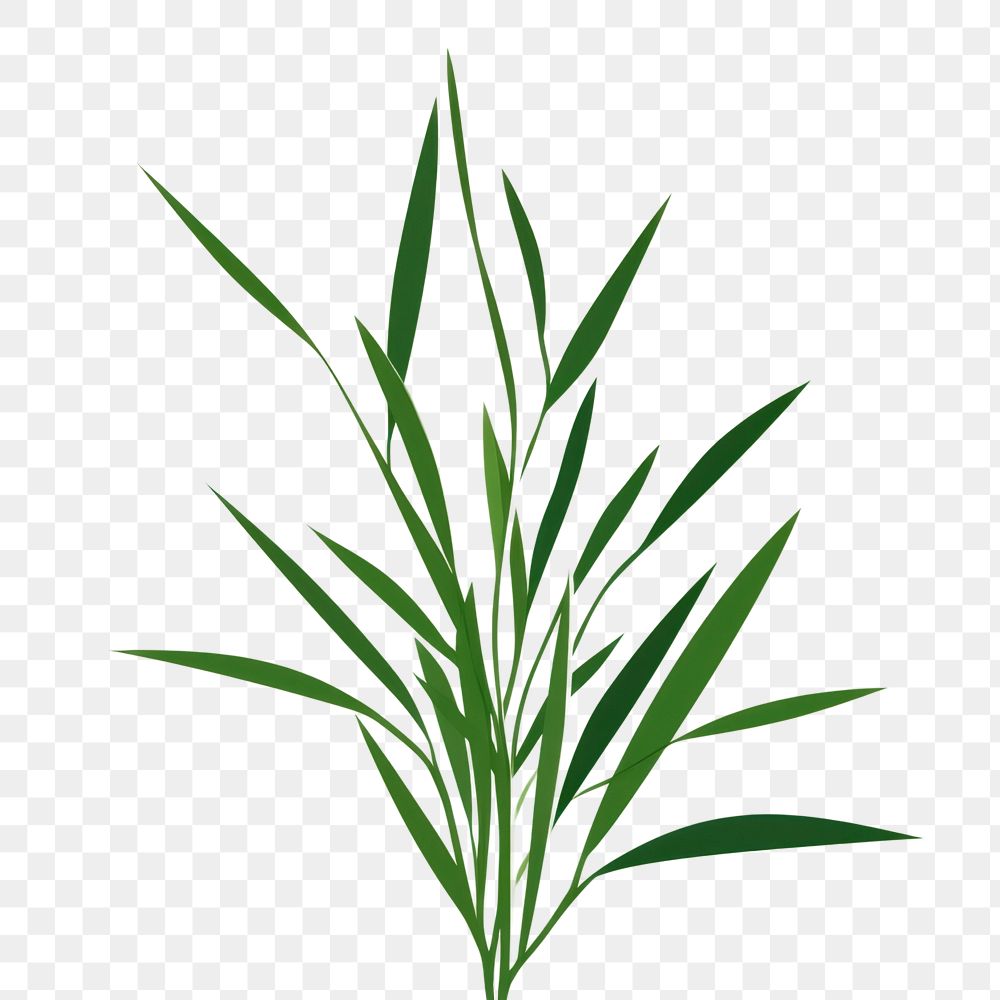 PNG A Grass grass plant green. 