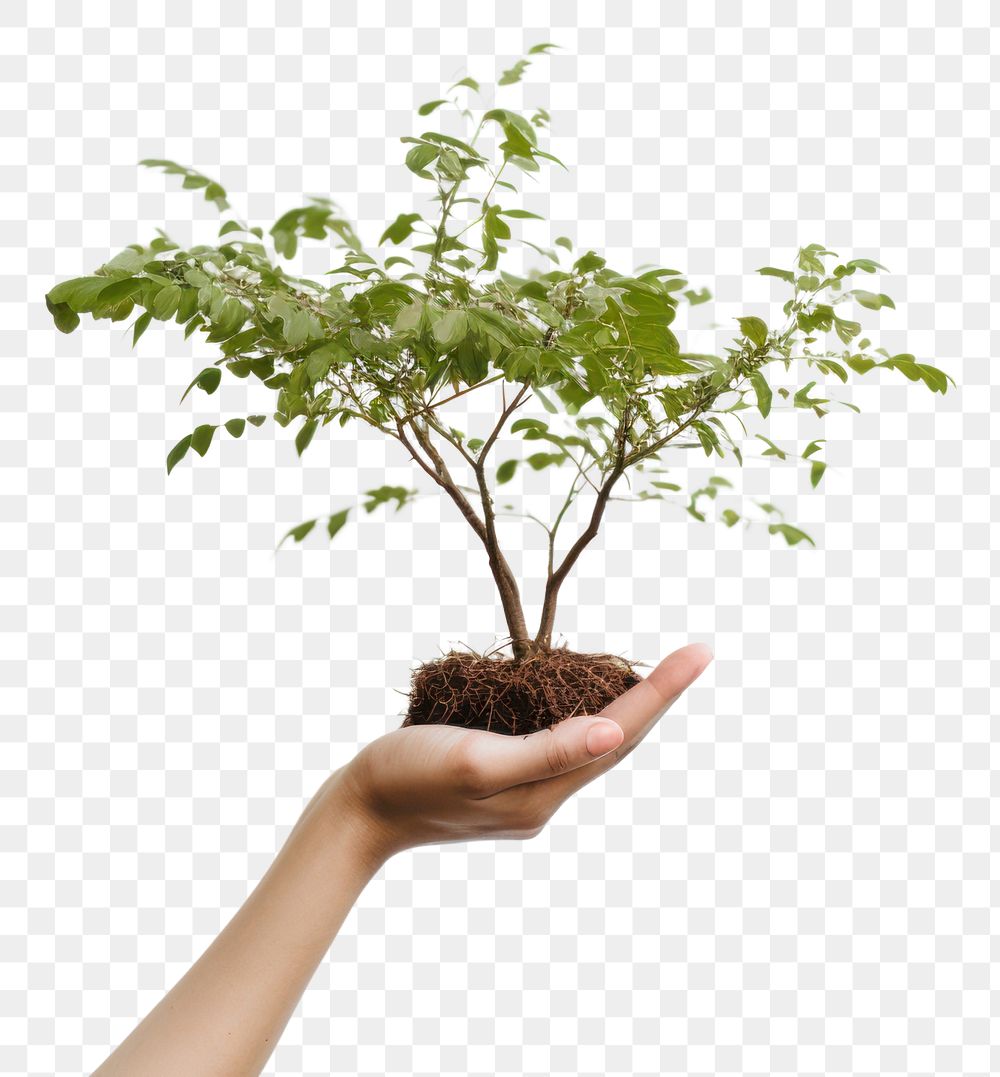 PNG Tree holding bonsai plant. 