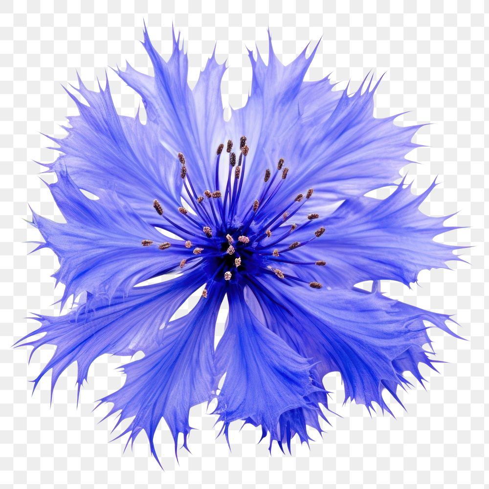 PNG Flower petal plant blue. AI generated Image by rawpixel.