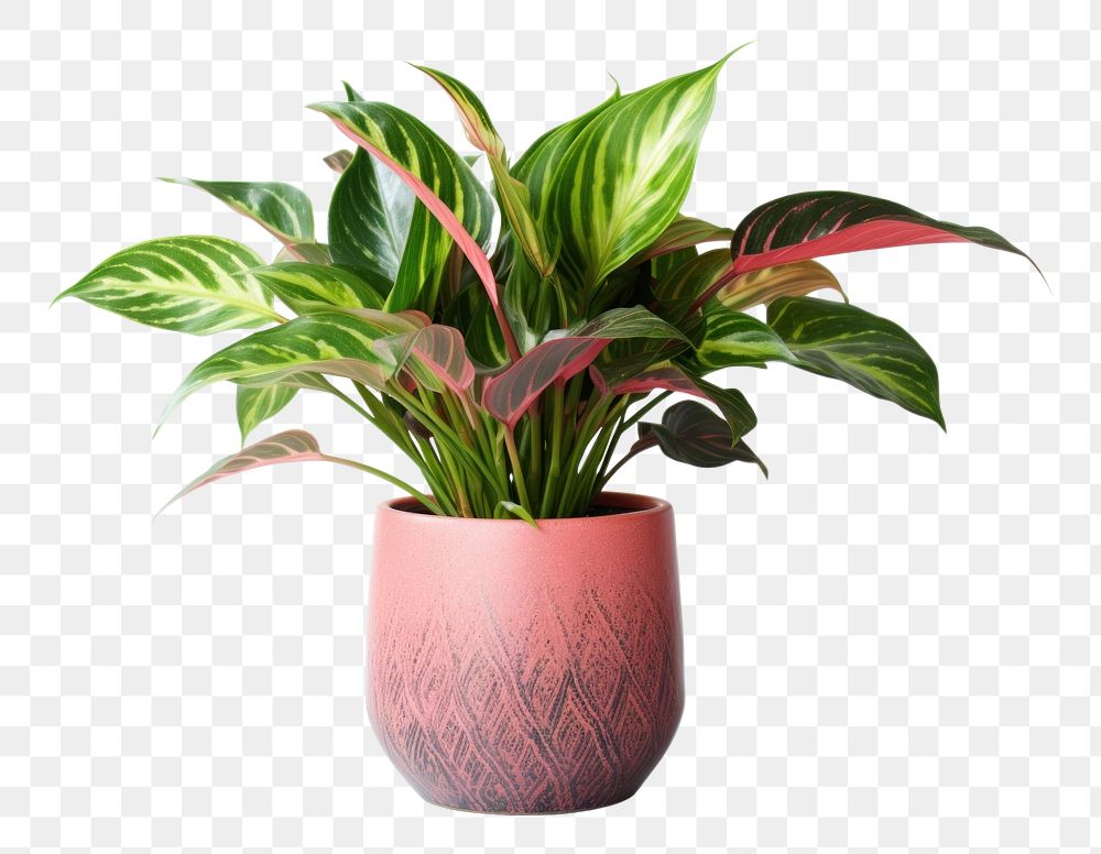 PNG Plant houseplant green vase. AI generated Image by rawpixel.