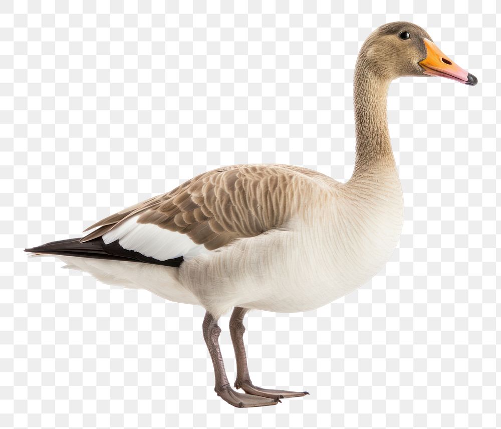 PNG Goose animal white bird. AI generated Image by rawpixel.