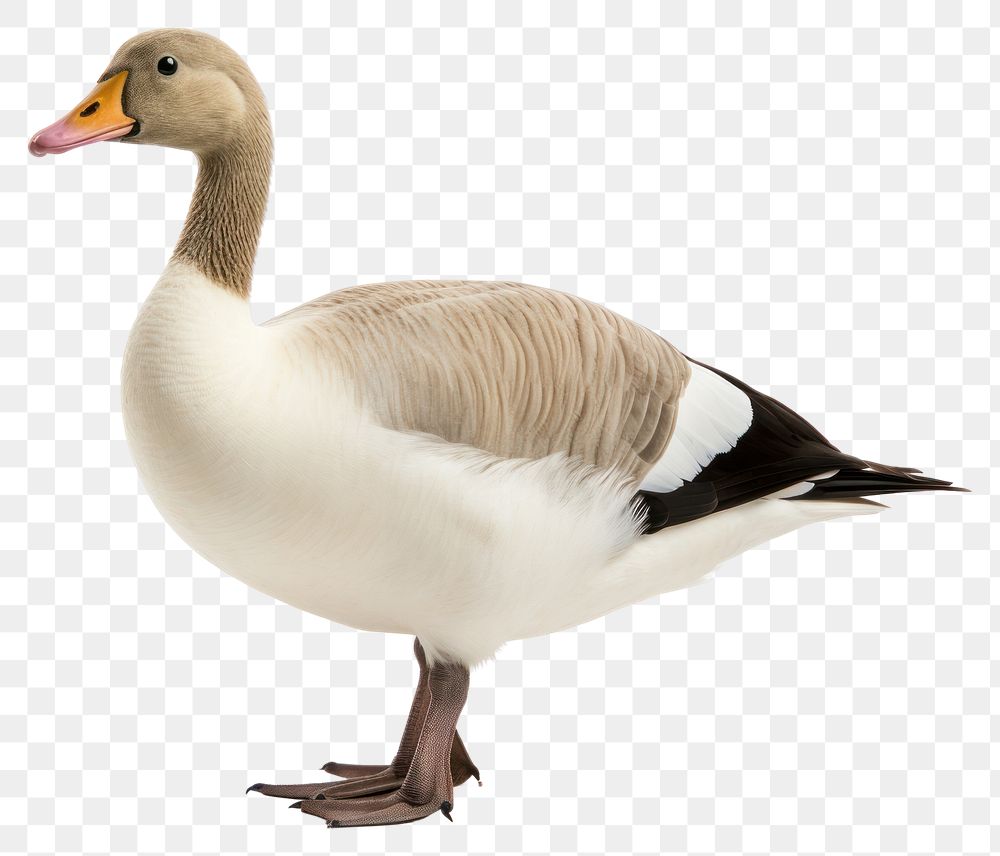 PNG Goose animal white bird. AI generated Image by rawpixel.