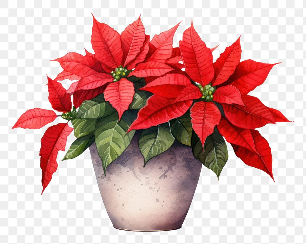 PNG Poinsettia flower plant leaf. AI generated Image by rawpixel.