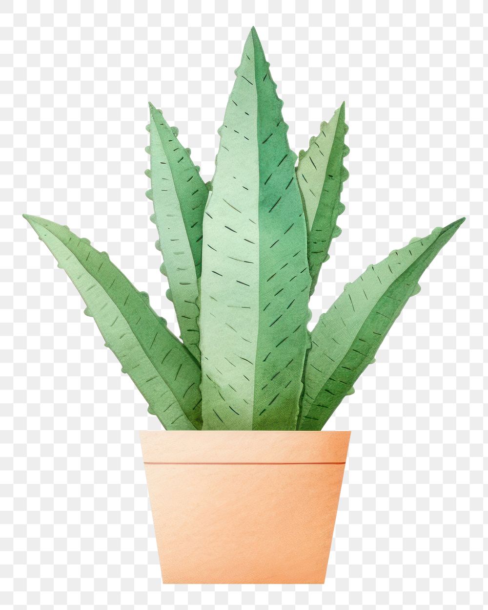 PNG Aloe vera potted plant leaf xanthorrhoeaceae white background. AI generated Image by rawpixel.