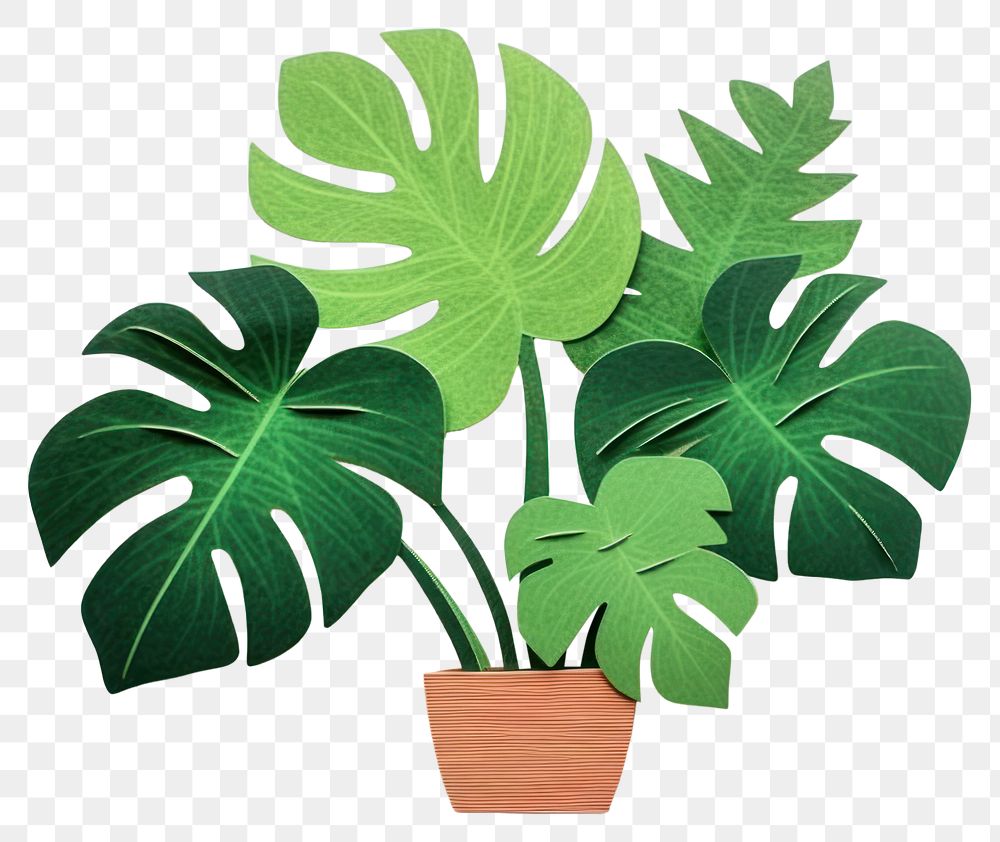 PNG Monstera potted plant leaf white background houseplant. 