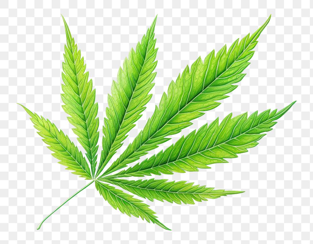 PNG Leaf cannabis plant green. AI generated Image by rawpixel.