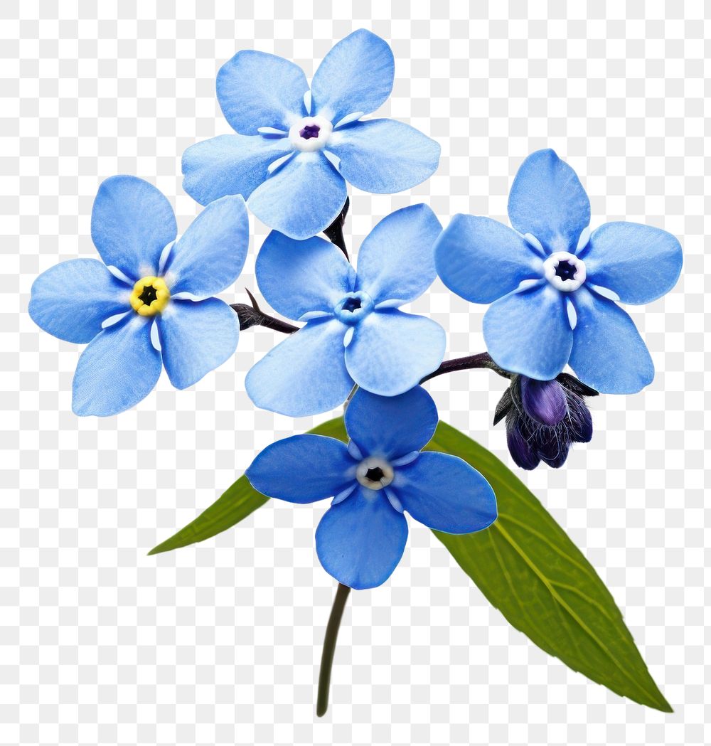 PNG Flower forget-me-not blossom petal. AI generated Image by rawpixel.