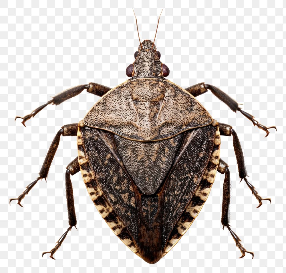 PNG Brown marmorated stink bug animal insect  