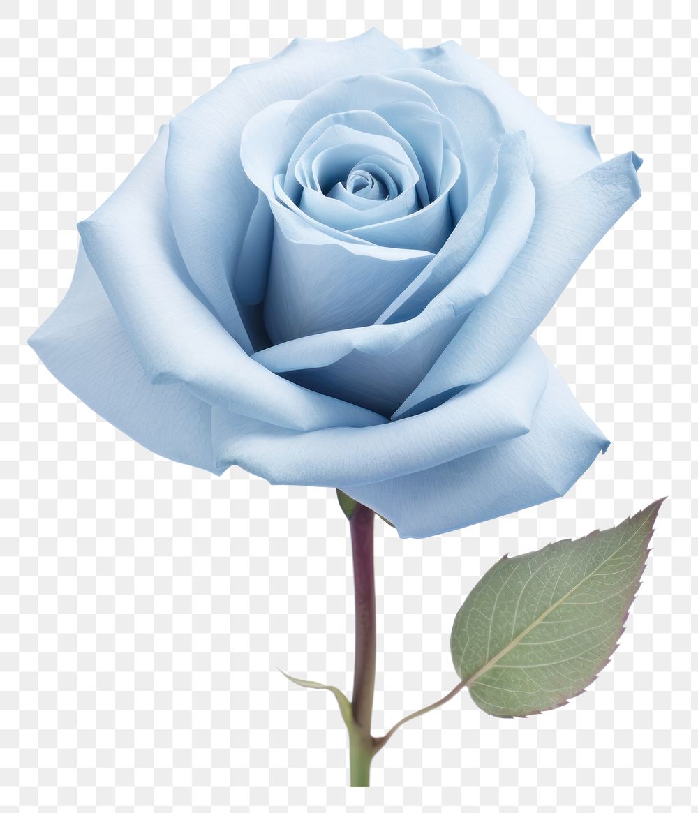 PNG Blue rose flower plant white. AI generated Image by rawpixel.