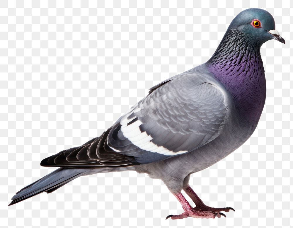 PNG Pigeon animal bird  