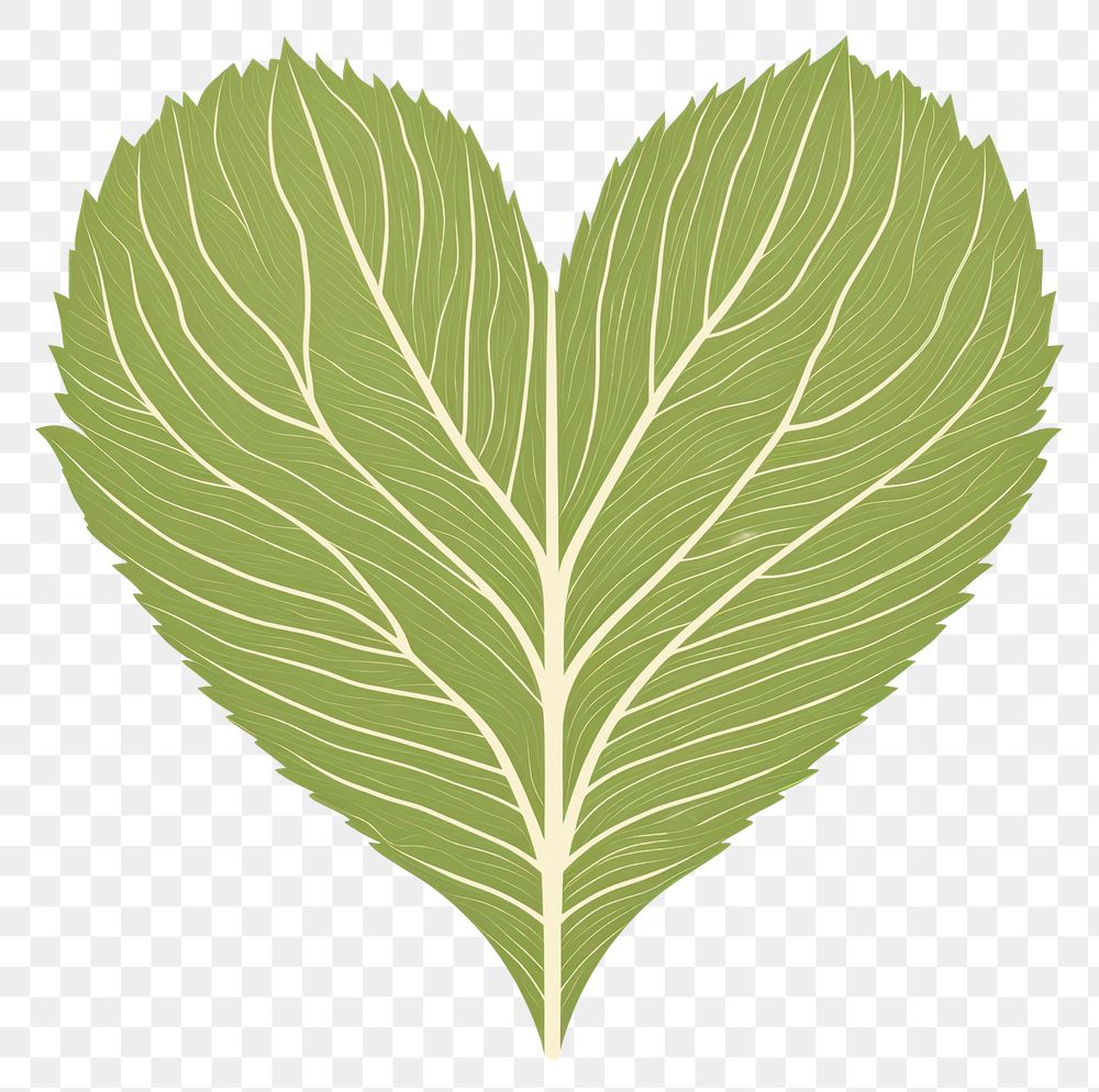 PNG Green heart leaf plant vegetable. AI generated Image by rawpixel.
