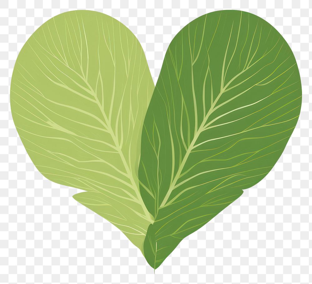 PNG Green heart food leaf vegetable. AI generated Image by rawpixel.