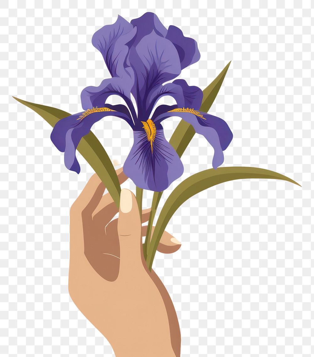 PNG Person holding iris flower petal plant inflorescence. AI generated Image by rawpixel.