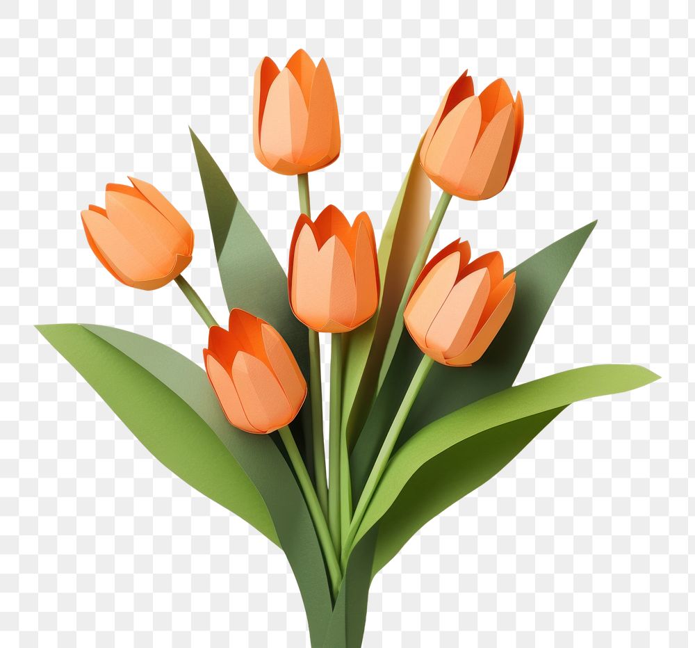 PNG Tulip flower plant inflorescence. AI generated Image by rawpixel.