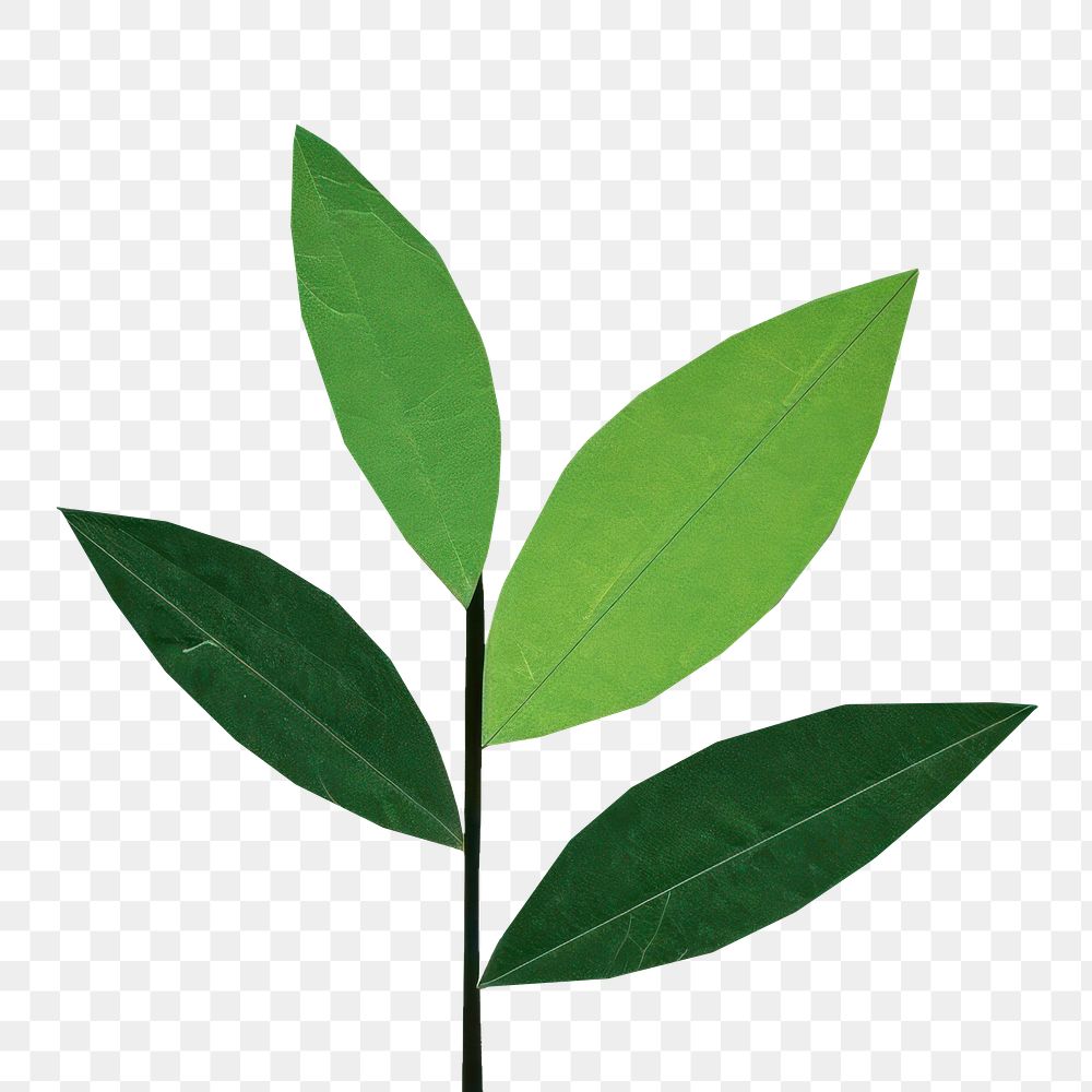 PNG Plant green leaf art. AI generated Image by rawpixel.