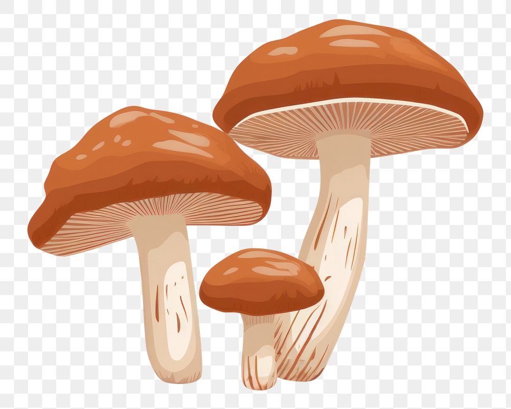 PNG Boletes mushroom fungus plant agaricaceae. AI generated Image by rawpixel.