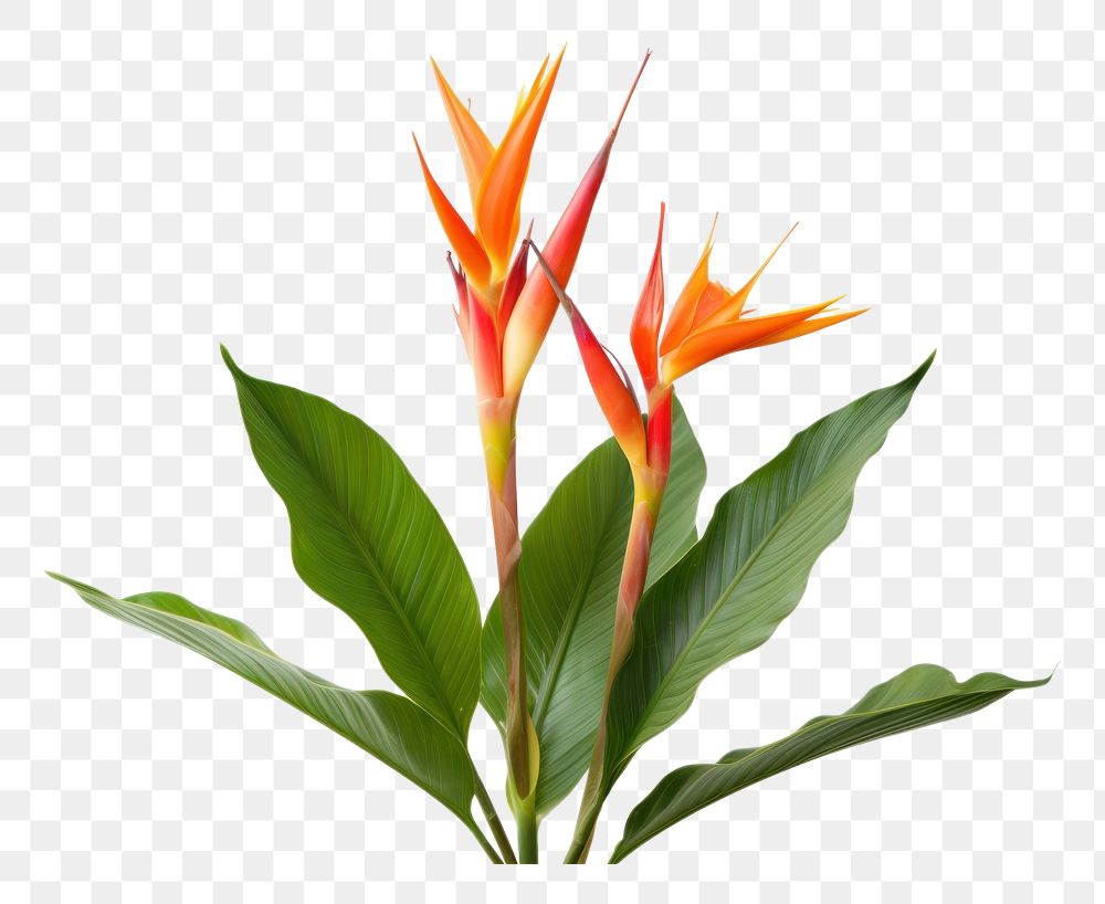 PNG A Heliconia psittacorum flower heliconia plant. AI generated Image by rawpixel.