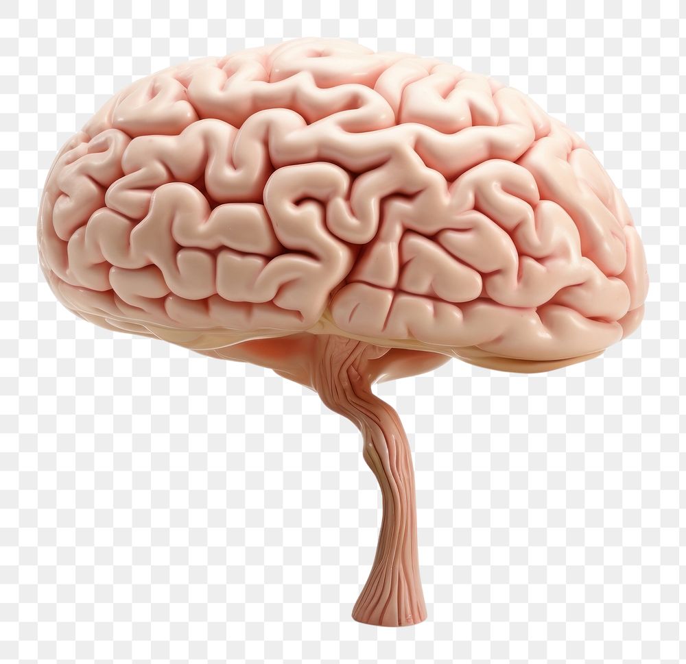 PNG A Human brain human white background outdoors. AI generated Image by rawpixel.