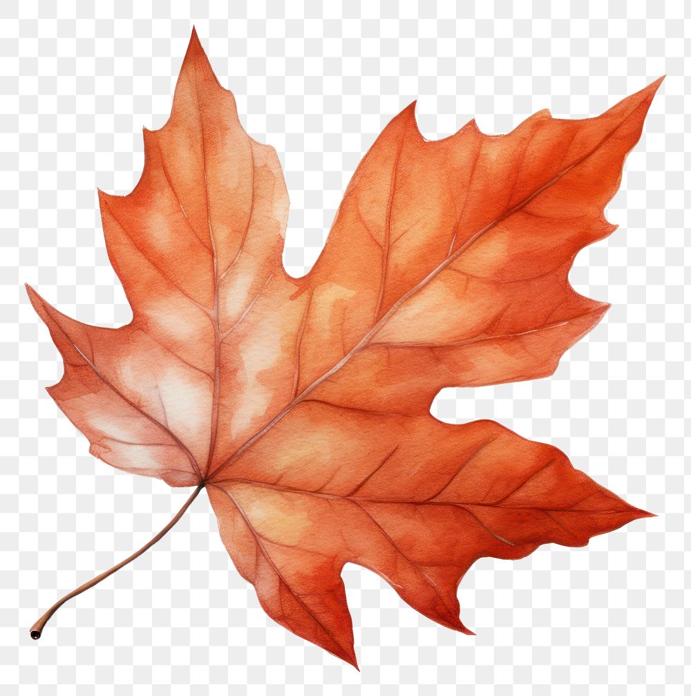 PNG A leaf autumn maple plant. AI generated Image by rawpixel.