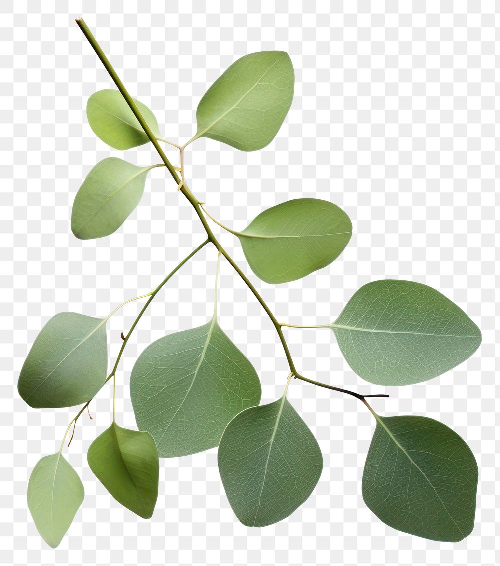 PNG Plants Illustration Green Eucalyptus plant green leaf. 