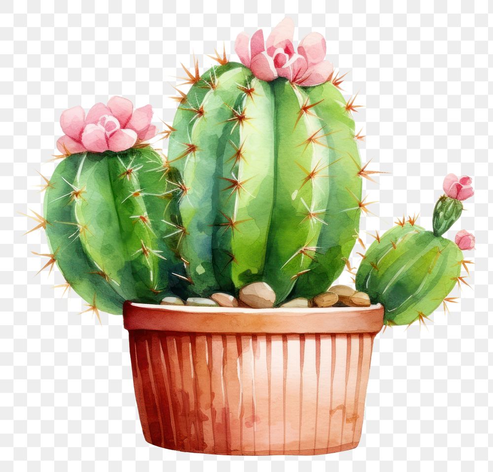 PNG Cactus plant creativity houseplant. 