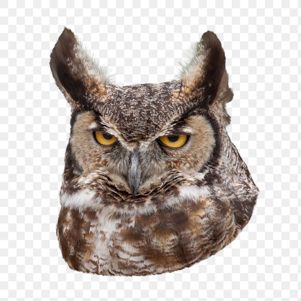 Owl bird png, transparent background