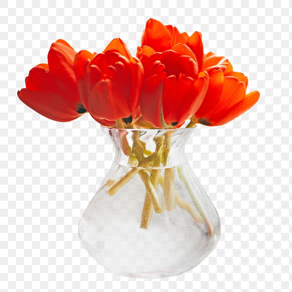 Orange tulip vase png, transparent background