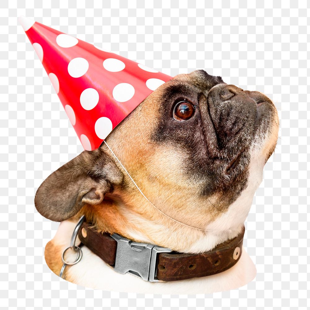 Birthday pug dog png sticker, transparent background