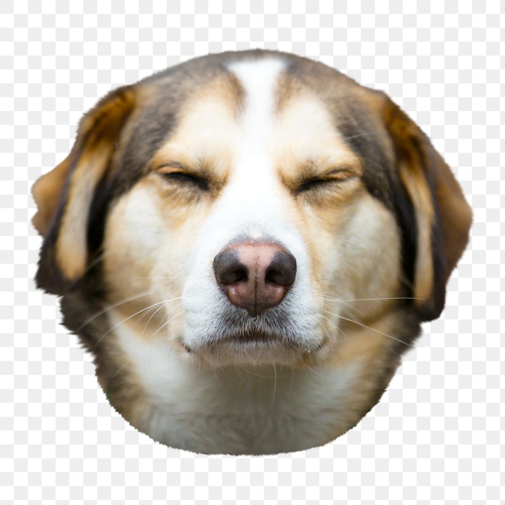 Dog squinting eyes png sticker, transparent background