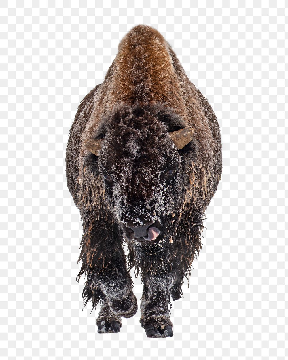 Frosty bull png animal, transparent background