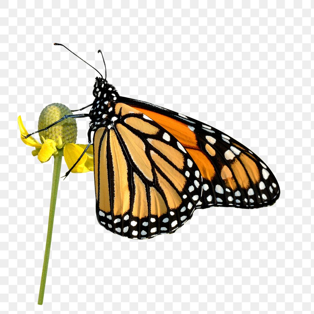Monarch butterfly illustration png sticker, transparent background