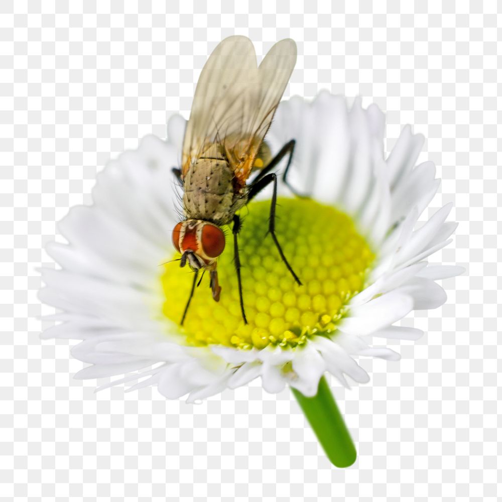 Fly on flower png, transparent background