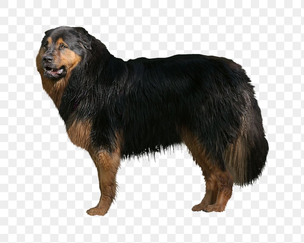 Hovawart dog png, transparent background